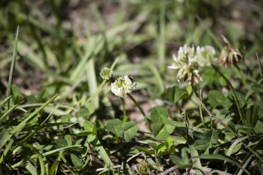 Bir küçük bal arısı bir beyaz yonca tozlaşmayı