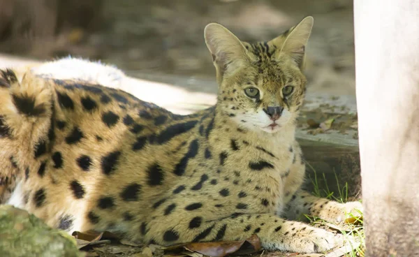 One Serval Resting Ground Watching Something Distance — Stock Photo, Image