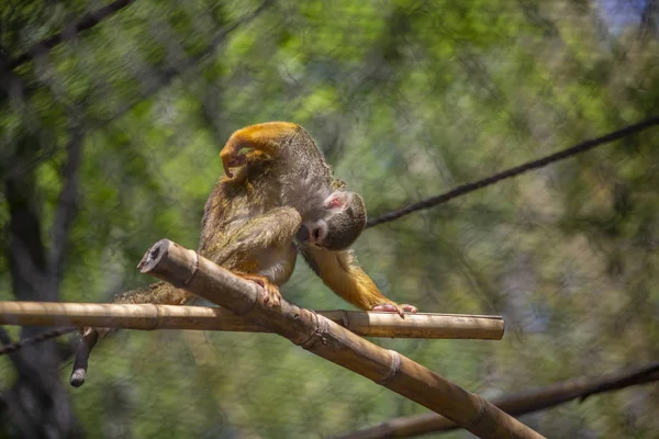 Squirrel Monkey Krassen Zijn Rug Terwijl Zat Een Tak — Stockfoto