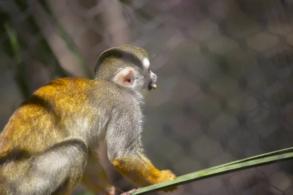 Squirrel Monkey Kruipen Langs Een Tak Een Vrucht Eten Snack — Stockfoto