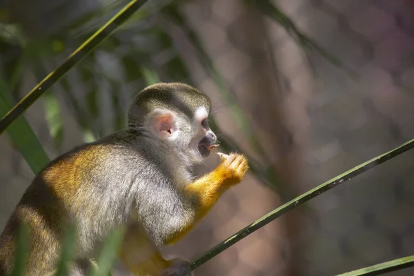 Mono Ardilla Arrastrándose Por Una Rama Comiendo Bocadillo Fruta —  Fotos de Stock