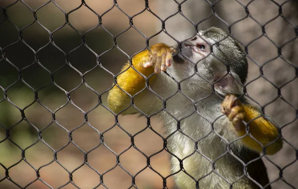Squirrel Monkey Achter Een Ketting Link Hek Kijken Nieuwsgierig Naar — Stockfoto