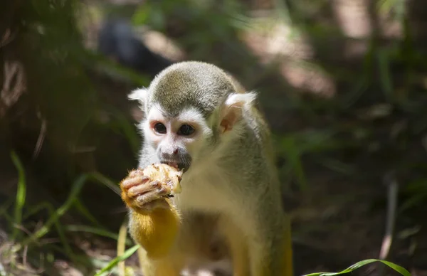 Close Squirrel Monkey Eating Fruit Snack — Stock Photo, Image