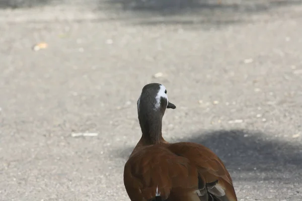 Acercamiento Pato Silbante Cara Blanca Frente Cámara — Foto de Stock