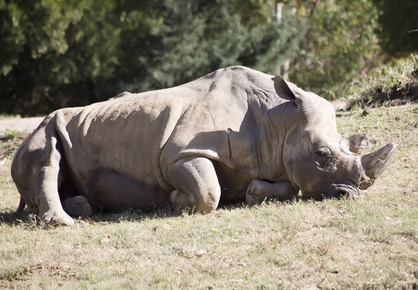 One white rhino lying on the ground resting