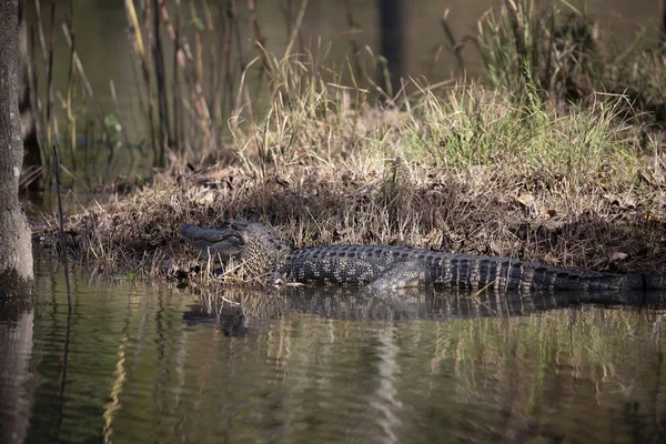 Majestic Alligator Resting Shallow Water Small Swamp Island — Stock Photo, Image