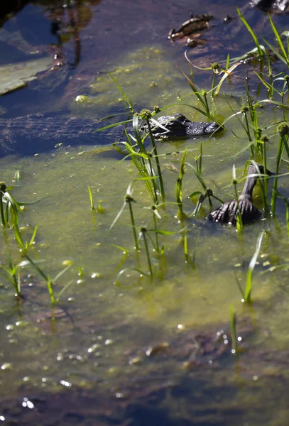 Młodego Aligatora Ukrywa Się Płytkich Mroczne Zielonkawe Wody — Zdjęcie stockowe