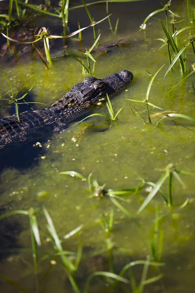 Young Alligator Hiding Shallow Murky Greenish Water — Stock Photo, Image