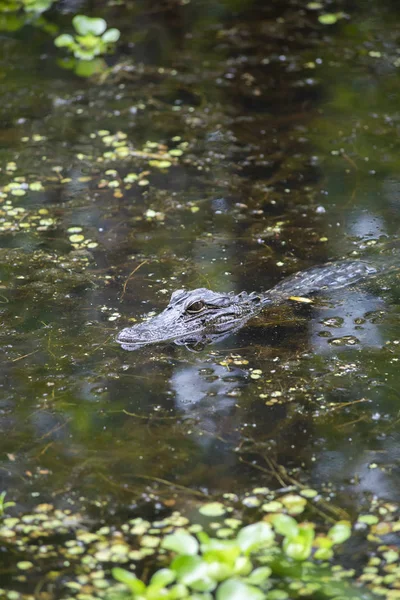 Close Van Een Alligator Alligator Mississippiensis Een Ondiepe Bayou — Stockfoto