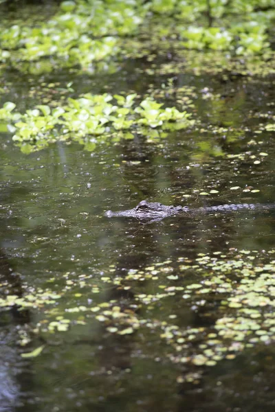 Egy Fiatal Aligátor Alligator Mississippiensis Víz Sekély Bayou Profilja — Stock Fotó