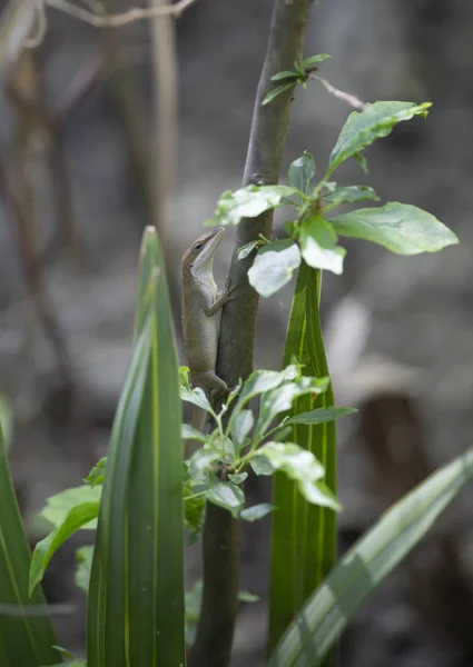 Brown Phase Green Anole Anolis Carolinensis Twig — Stock Photo, Image