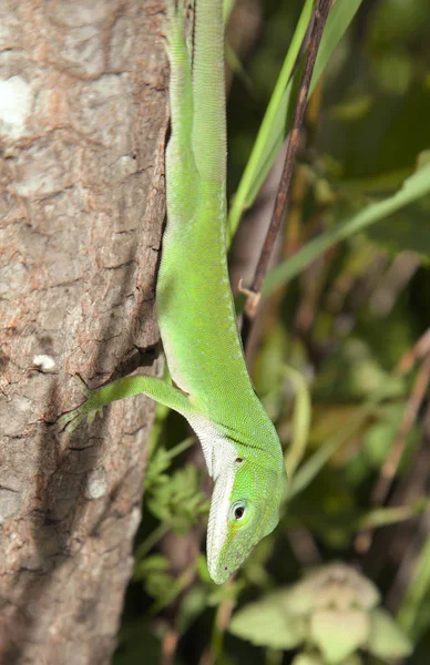 木を走り回るグリーンアノールイグアナのクローズ アップ — ストック写真