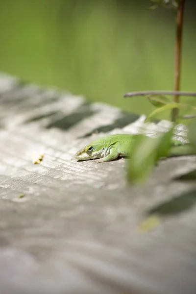 Groene Anolis Anolis Carolinensis Een Houten Loopbrug — Stockfoto