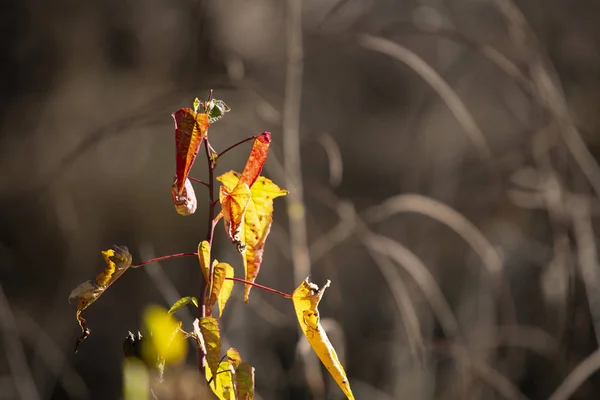 Leaves Turning Red Yellow End Autumn — Stock Photo, Image