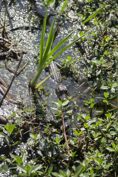 Pequeno Jacaré Bebé Alligator Mississippiensis Escondido Águas Pouco Profundas Pântano — Fotografia de Stock