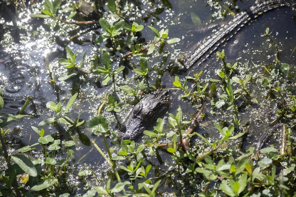 Small Baby Alligator Alligator Mississippiensis Hiding Shallow Swamp Water — Stock Photo, Image