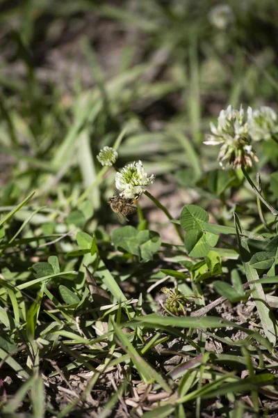 Honey Bee Arbetar För Att Pollinera Vitklöver Våren — Stockfoto