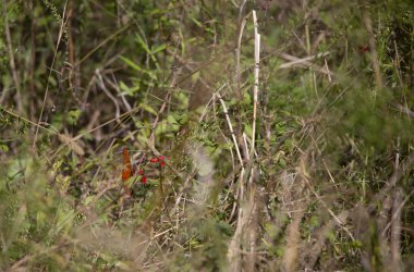 Körfez fritillary kelebek çalılıkta gizlenmiş bir parlak kırmızı çiçek üzerinde