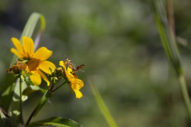 Parlak sarı ayçiçeği hilal bir kelebeği, yakın çekim