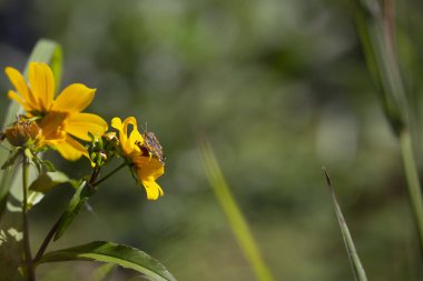 Parlak sarı ayçiçeği hilal bir kelebeği, yakın çekim
