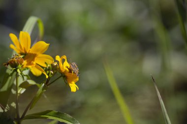 Parlak sarı ayçiçeği hilal bir kelebeği, yakın çekim