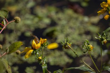 Parlak sarı ayçiçeği, su içinde belgili tanımlık geçmiş ile Hilal bir kelebeği, yakın çekim