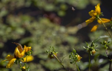 Parlak sarı ayçiçeği, su içinde belgili tanımlık geçmiş ile Hilal bir kelebeği, yakın çekim