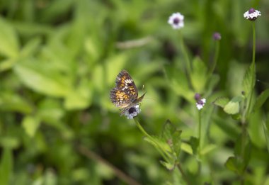 Phaon hilal kelebek güzel bir kır çiçeği üzerinde tünemiş (Phyciodes phaon)