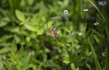Phaon hilal kelebek güzel bir kır çiçeği üzerinde tünemiş (Phyciodes phaon)