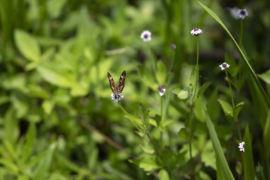 Phaon hilal kelebek güzel bir kır çiçeği üzerinde tünemiş (Phyciodes phaon)
