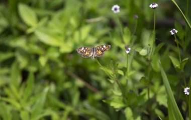 Phaon hilal kelebek güzel bir kır çiçeği üzerinde tünemiş (Phyciodes phaon)