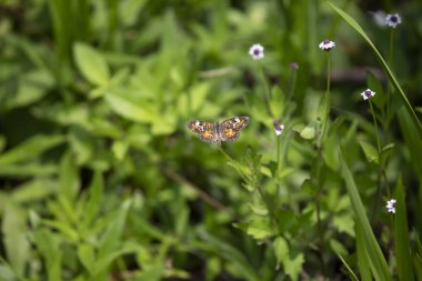 Phaon hilal kelebek güzel bir kır çiçeği üzerinde tünemiş (Phyciodes phaon)