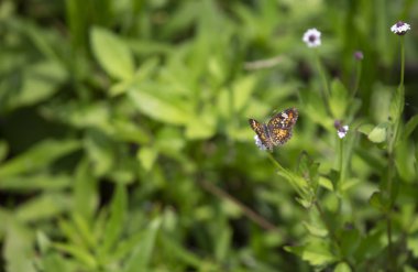 Phaon hilal kelebek güzel bir kır çiçeği üzerinde tünemiş (Phyciodes phaon)