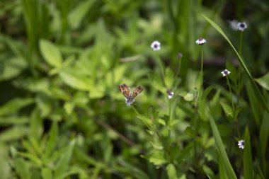 Phaon hilal kelebek güzel bir kır çiçeği üzerinde tünemiş (Phyciodes phaon)