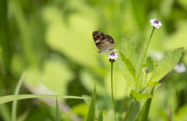 Phaon hilal kelebek güzel bir kır çiçeği üzerinde tünemiş (Phyciodes phaon)