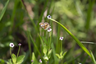 Phaon hilal kelebek güzel bir kır çiçeği üzerinde tünemiş (Phyciodes phaon)