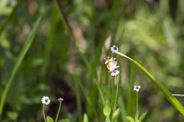 Phaon hilal kelebek güzel bir kır çiçeği üzerinde tünemiş (Phyciodes phaon)