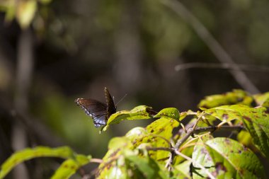Kırmızı benekli amiral kelebeği sonbahar mevsiminde yaprakların arasında tünemiş.