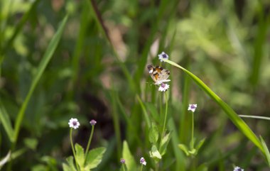 Phaon hilal kelebek güzel bir kır çiçeği üzerinde tünemiş (Phyciodes phaon)