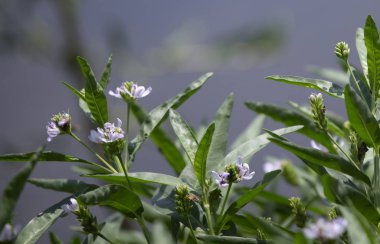 Güzel, mor kır çiçekleri suya yakın bir çalılık içinde büyüyen