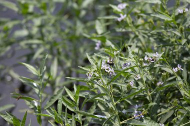 Güzel, mor kır çiçeği doğru uçan ortak Doğu bumblee