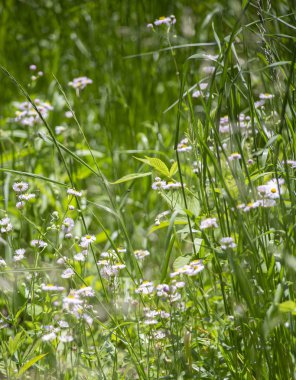 Oxeye papatya büyüyen bir çayırda kümesi