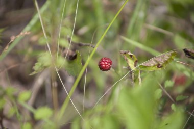 Geç ilkbaharda bir asma üzerinde büyüyen bir kırmızı böğürtlen