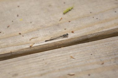 Abanoz jewelwing bir geçit bir ahşap tahta üzerine