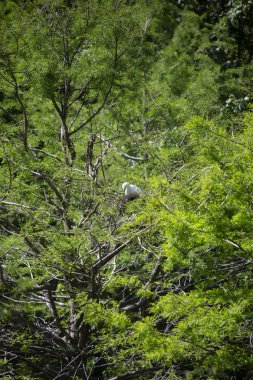 Binturongun doğal yaşam ortamı içinde yuva koruyan büyük ak balıkçıl (Ardea alba)