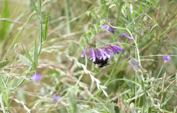Bumblebee Polinizando Uma Bela Flor Silvestre Roxa Prado — Fotografia de Stock