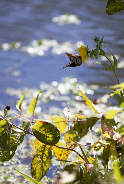 Monarch Butterfly Słonecznik Wodą Tle Podczas Sezonu Jesień — Zdjęcie stockowe