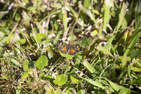 Close Crescent Butterfly Fresh Cut Grass — Stock Photo, Image