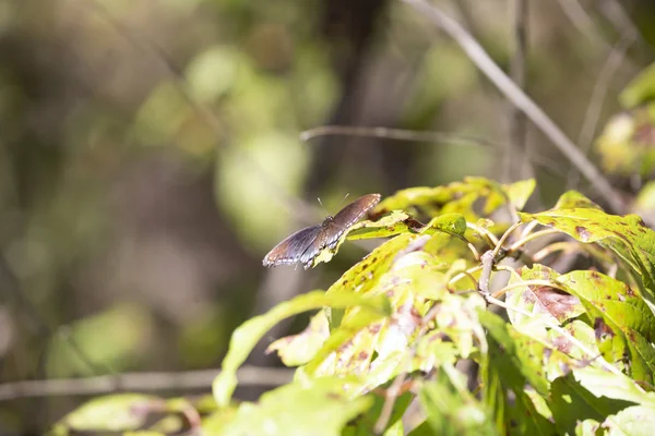 Rotfleckiger Admiral Schmetterling Sitzt Blättern Die Sich Während Der Herbstsaison — Stockfoto