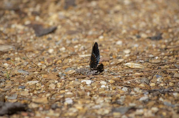 Red-spotted purple butterfly perched on rock covered ground
